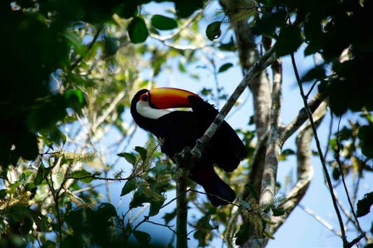 Birdwatching In Iguazu Falls