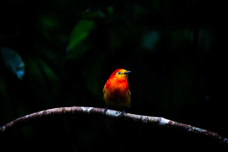 Birdwatching Lorenza (2)