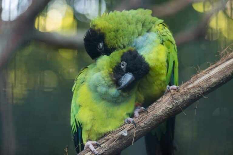 Two green parrots resting on a branch at the Bird Park in Foz do Iguacu.