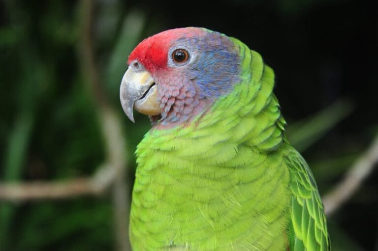 Close-up of a green parrot at the Bird Park in Foz do Iguacu.