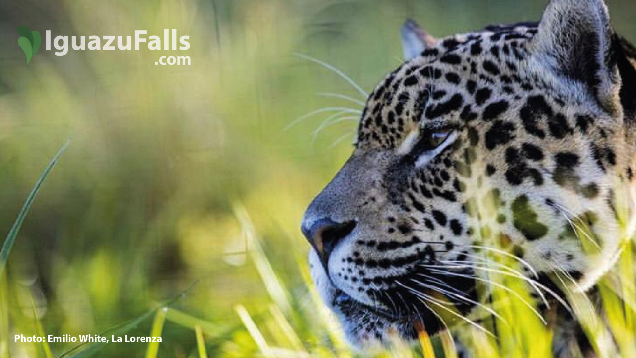 The Yaguaret Jaguar In The Jungle Of Iguazu Falls Iguazufalls The Yaguaret Jaguar In The Jungle Of Iguazu Falls Iguazufalls