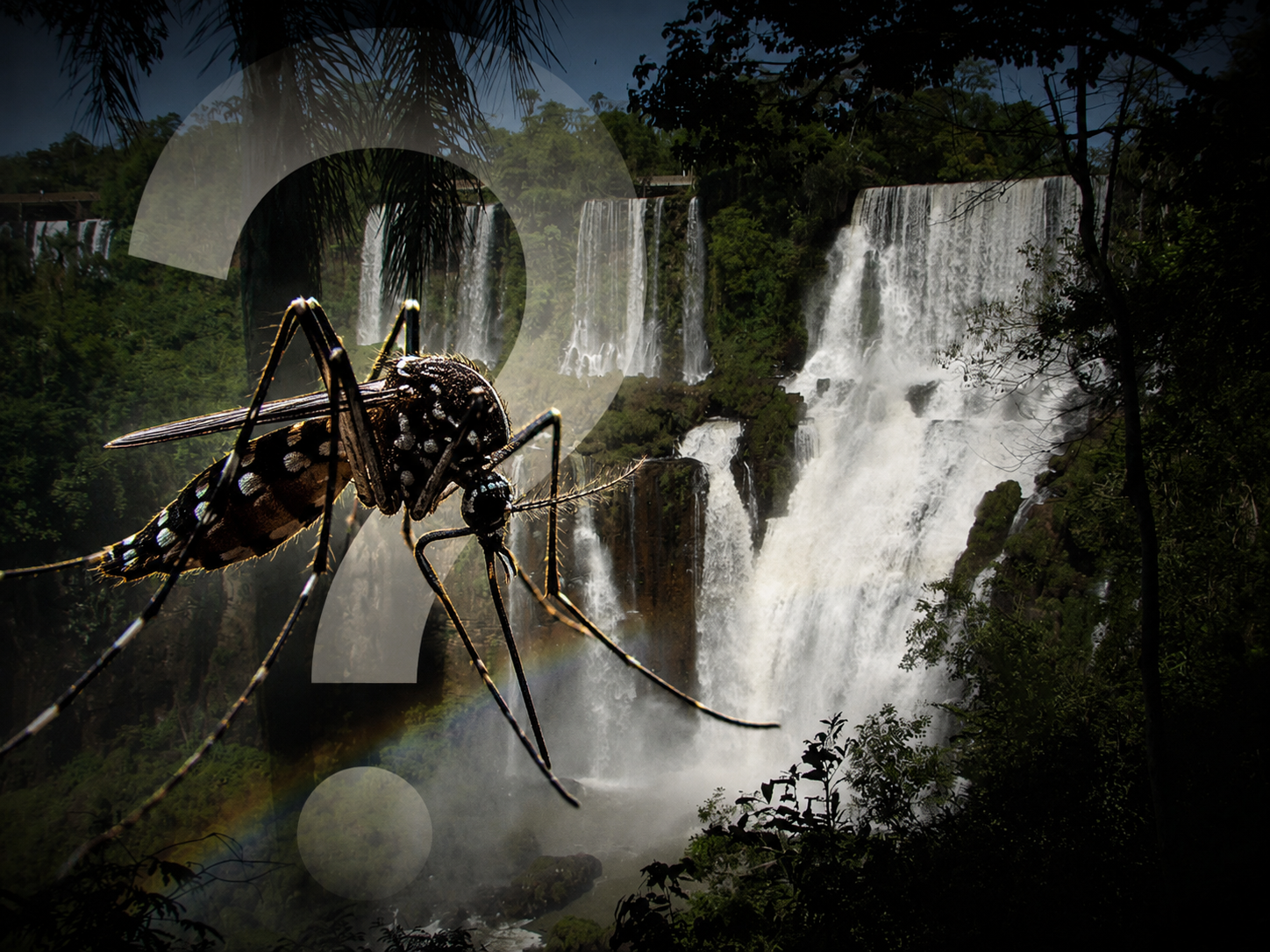 Mosquito near Iguazu Falls, illustrating whether mosquitoes are a problem for visitors.