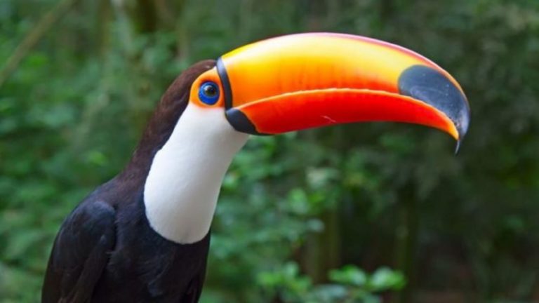 Birdwatching Iguazu