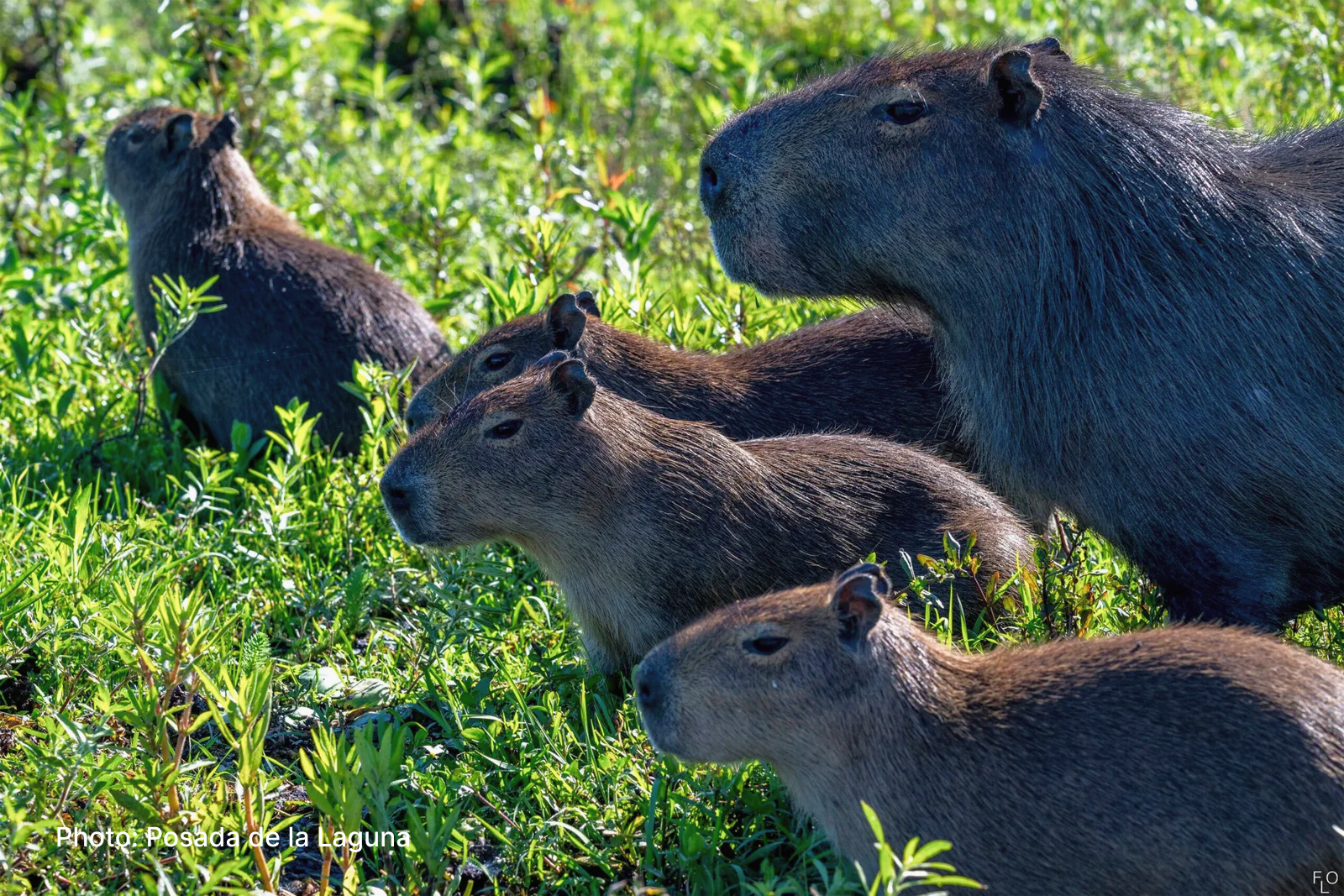 Group of capybaras resting among vegetation in the Iberá Wetlands in Argentina.