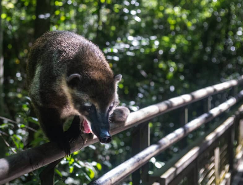 Coaties in Iguazu Falls