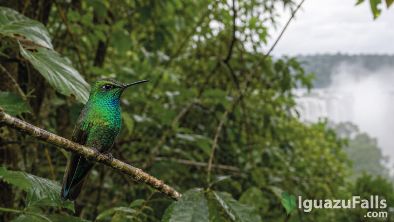hummingbirds iguazu falls colibri