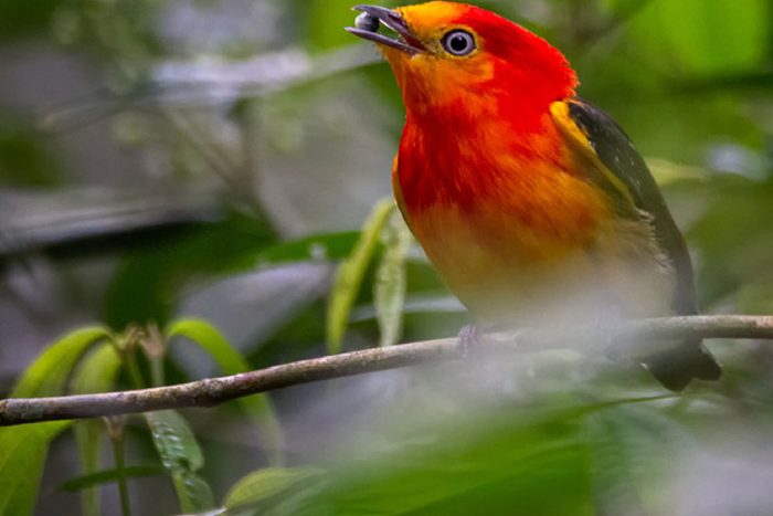 Birds of the jungle in Iguazu Falls area