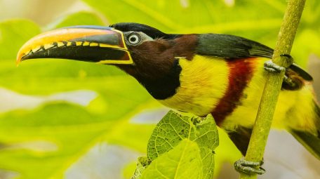 Birdwatching in La Lorenza Iguazu