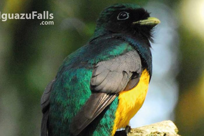 yacutinga birds 2_Mesa de trabajo 1