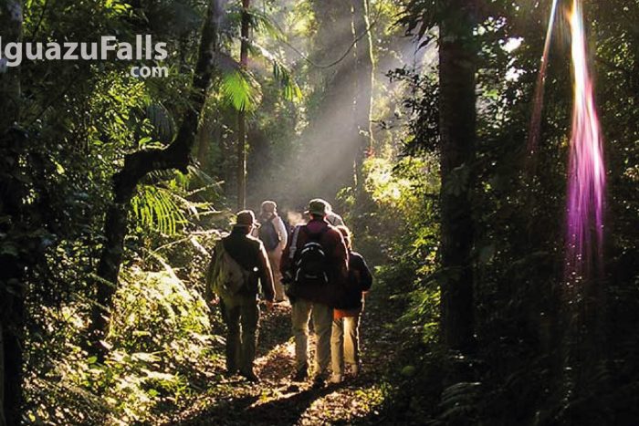 yacutinga birds 4_Mesa de trabajo 1
