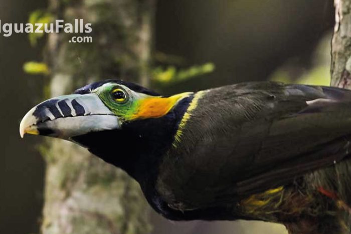 yacutinga birds foto 1_Mesa de trabajo 1