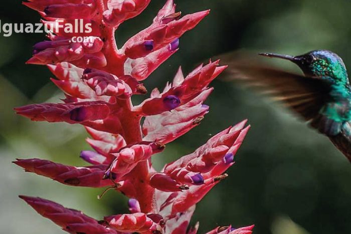 Birds of the Jungle: Yacutinga lodge