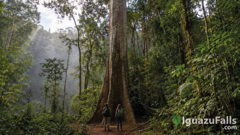 Giant Trees of Iguazu Falls Rainforest. The Palo Rosa Gigante