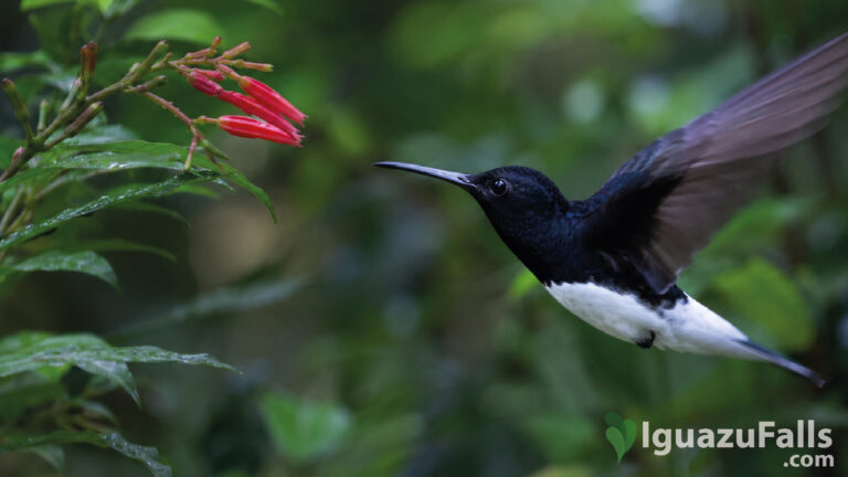hummingbirds iguazu falls colibri