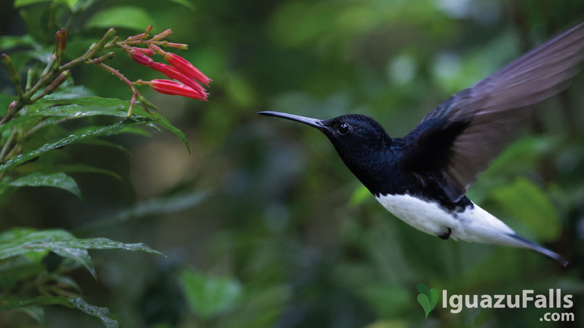 hummingbirds iguazu falls colibri