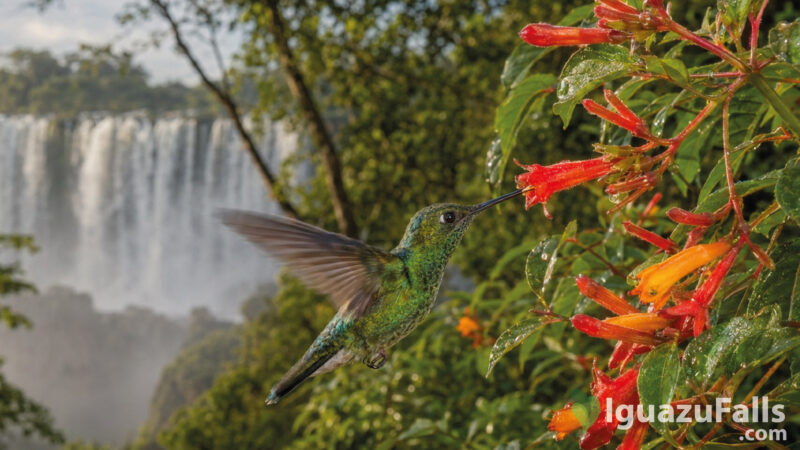 hummingbirds iguazu falls colibri