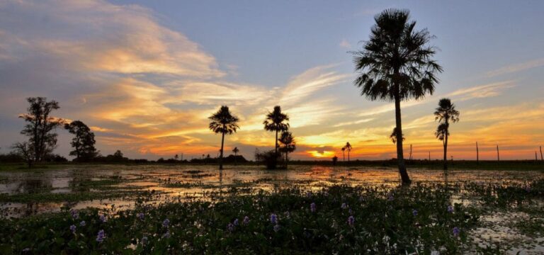 Buenos Aires, Ibera Wetlands and Iguazu Falls