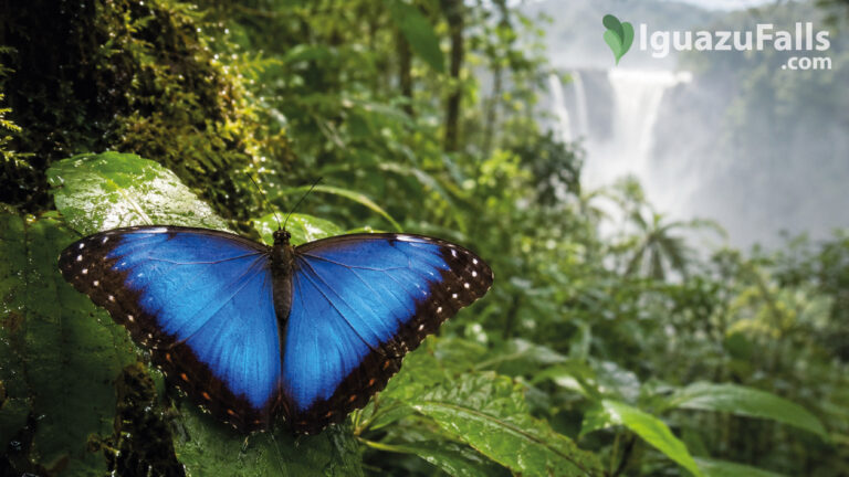 Blue Morpho Butterfly in Iguazu Falls Rainforest