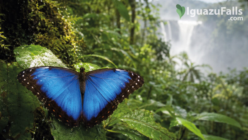 Blue Morpho Butterfly in Iguazu Falls Rainforest