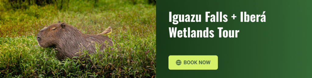Banner promoting an Iguazu Falls and Iberá Wetlands tour with a capybara in natural vegetation.