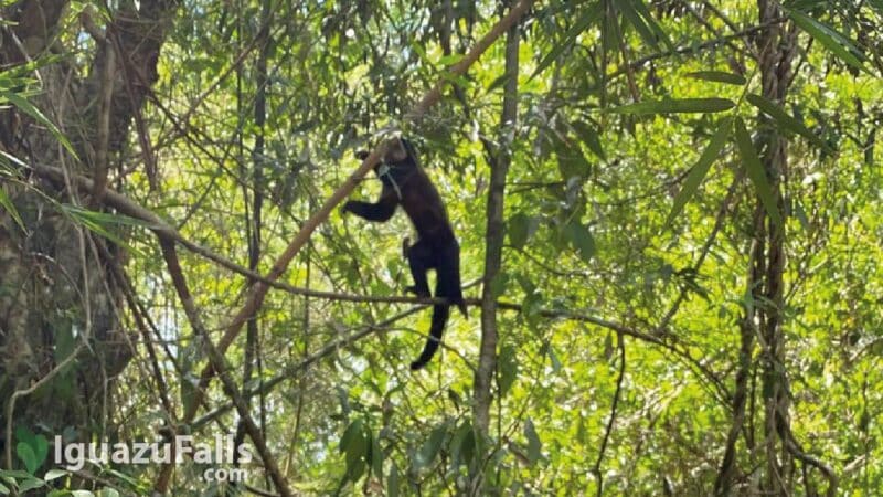 Monkeys at Iguazu Falls