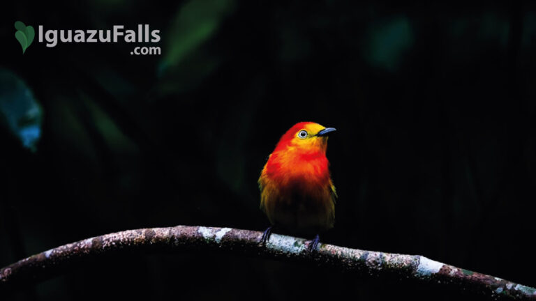 Iguazu Falls & Birdwatching in La Lorenza Natural Reserve