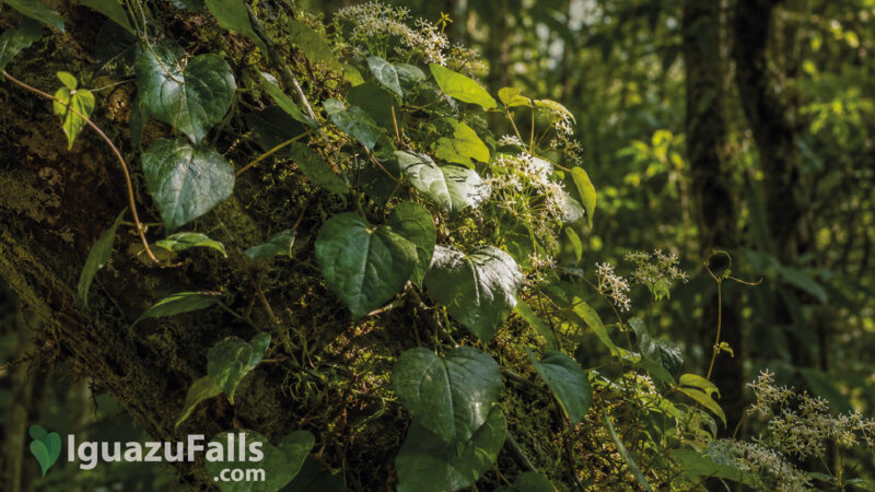 Medicional Plants in Iguazu Falls Rainforest Tour