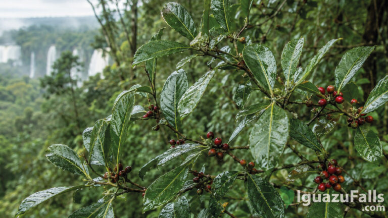 Medicional Plants in Iguazu Falls Rainforest. Yerba Mate Silvestre