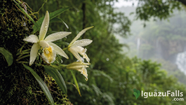 Orchids in Iguazu Falls Rainforest