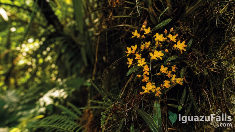 Orchids in Iguazu Falls Rainforest