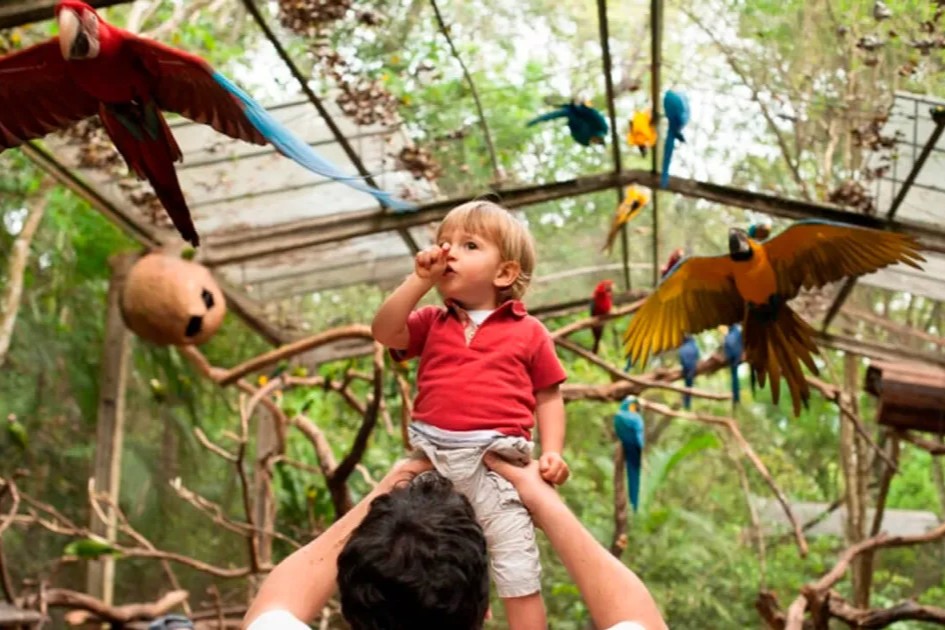 Child observing colorful macaws inside an aviary at Parque das Aves near Iguazu Falls.