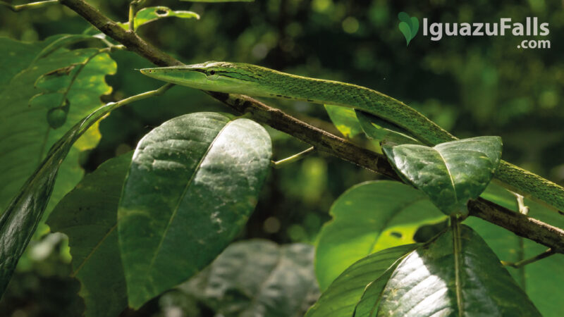 Snakes in Iguazu Falls Photos