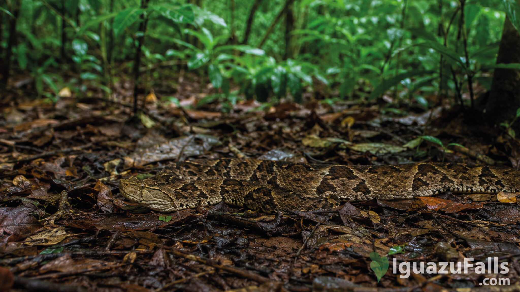 snakes iguazu falls