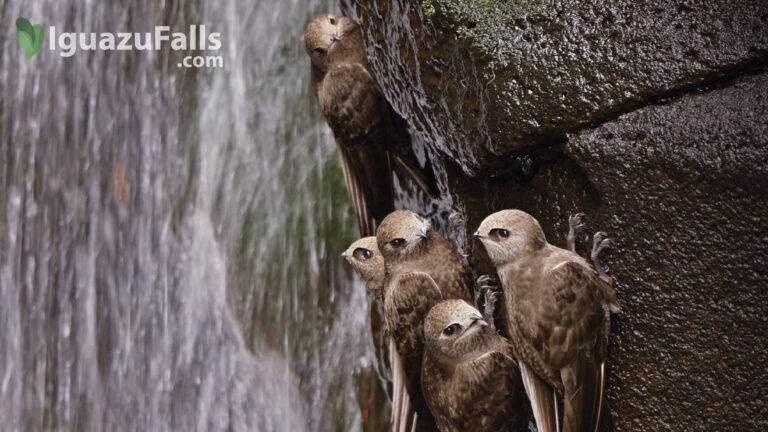 Vencejo de Cascada Iguazu Falls - Swifts Behind the Waterfalls of Iguazu