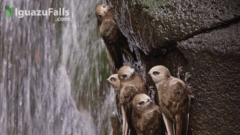 Vencejo de Cascada Iguazu Falls - Swifts Behind the Waterfalls of Iguazu