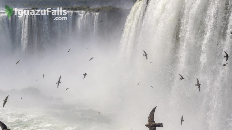 Vencejo de Cascada Iguazu Falls - Swifts Behind the Waterfalls of Iguazu