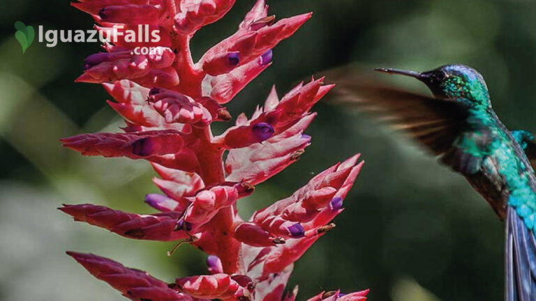 Birdwatching in Yacutinga Rainforest Lodge